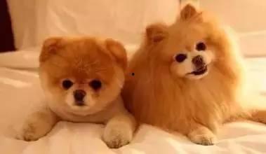 狗狗酋长爆料视频大全集,萌宠欢乐时光大盘点