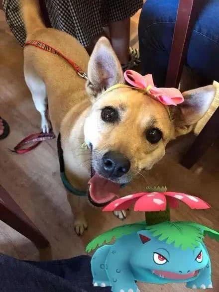 晚安姐姐紫狗技能爆料视频,全新互动玩法来袭！